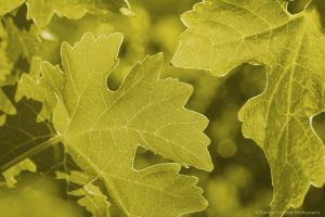 Margaret RIver - Daniela Tommasi Photography